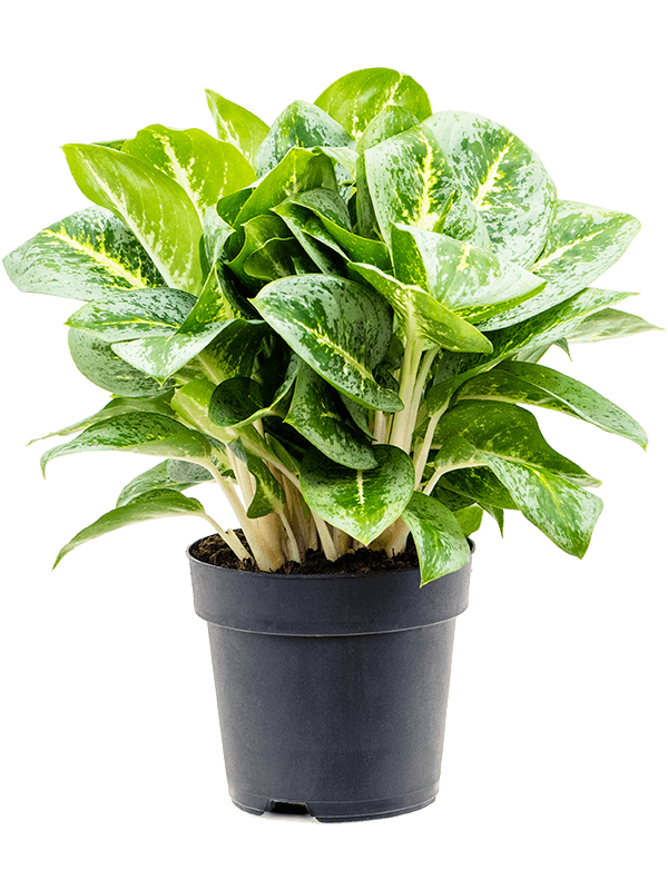Delicate Chinese Evergreen Aglaonema 'Lemon Mint' Indoor House Plants
