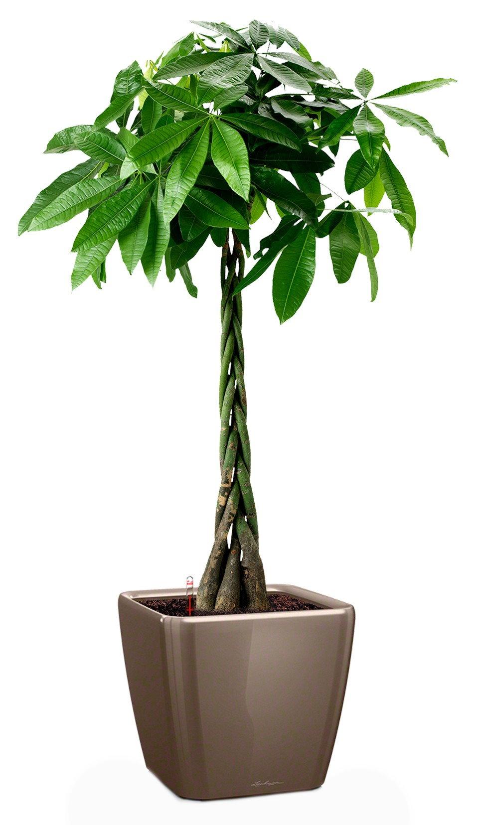Braided Pachira Aquatica in LECHUZA QUADRO LS Self-watering Planter, Total Height 160 cm