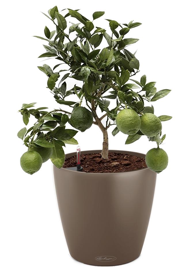 Lemon Tree in LECHUZA CLASSICO Color Self-watering Planter, Total Height 80 cm
