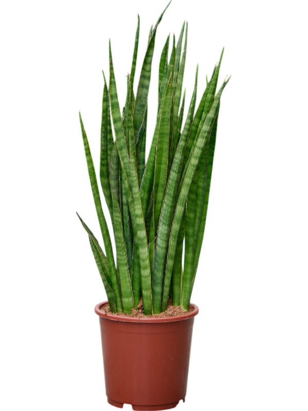 Easy-Care Snake Plant Sansevieria kirkii Indoor House Plants