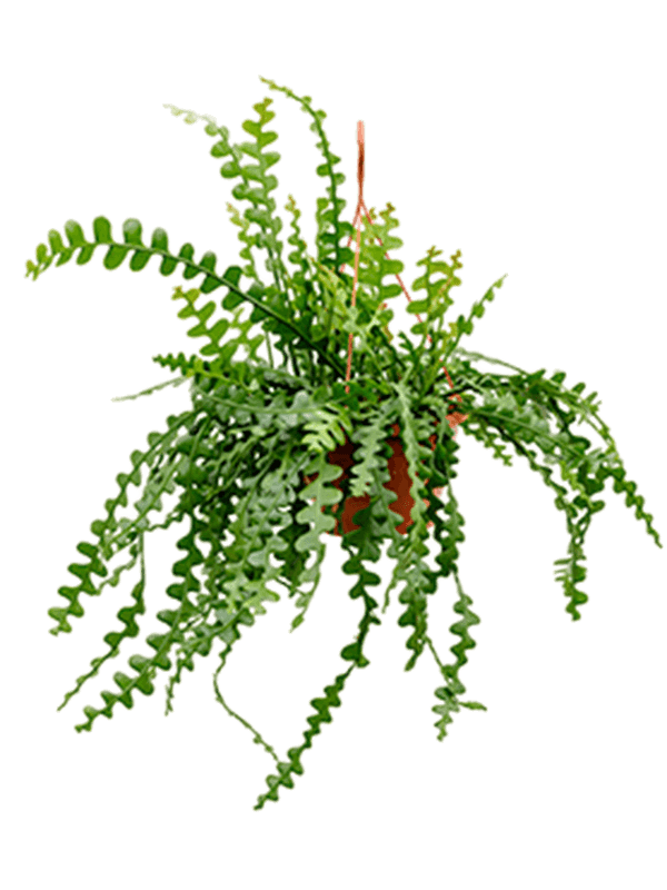 Cheerful Fishbone Cactus Epiphyllum anguliger Indoor House Plants