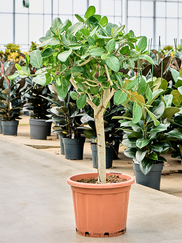 Lush Banyan Fig Ficus benghalensis 'Audrey' Indoor House Plants