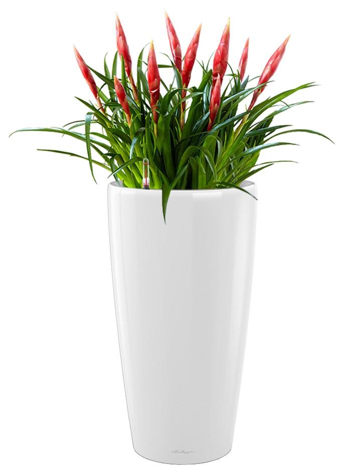 Blooming Vriesea Astrid in LECHUZA RONDO Self-watering Planter, Total Height 90 cm