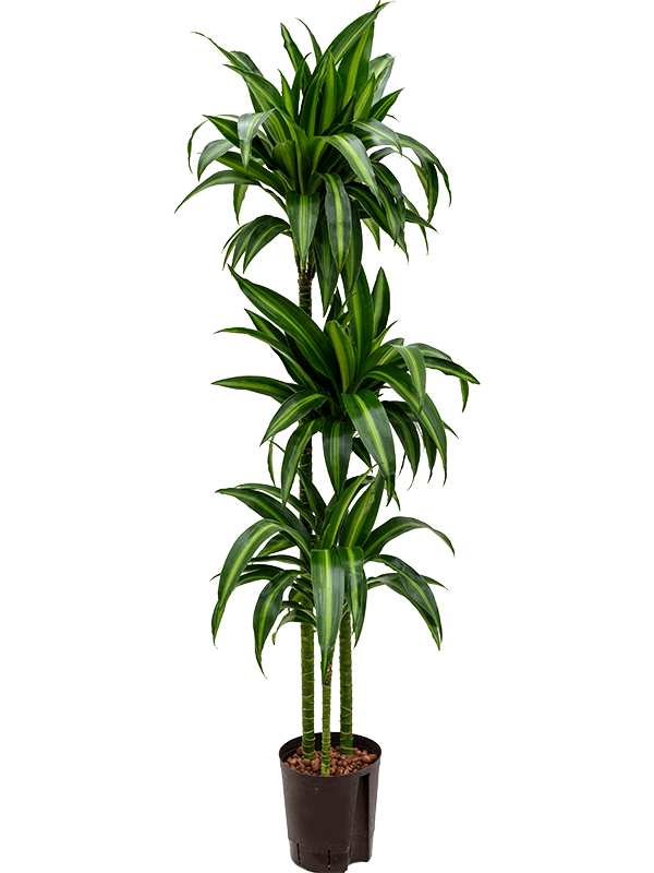 Elegant Corn Plant Dracaena fragrans 'Hawaiian Sunshine' Indoor House Plants