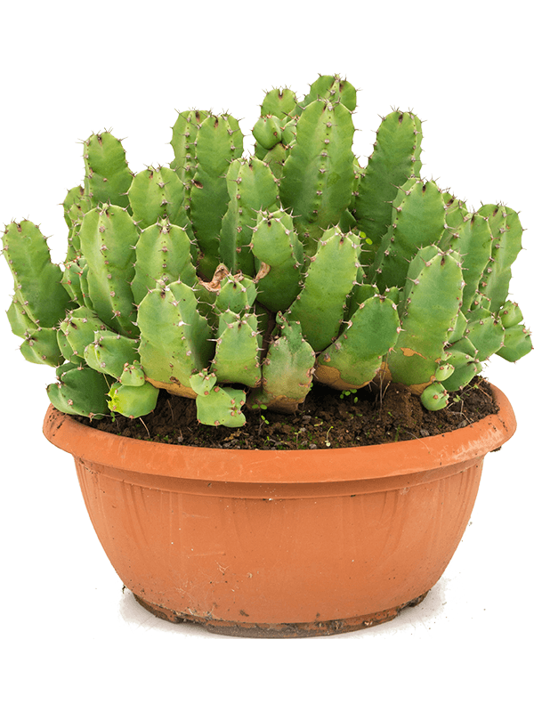 Cute African Milk Tree Euphorbia resinifera Indoor House Plants