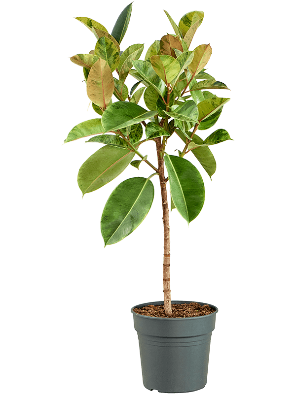 Lush Rubber Plant Ficus elastica 'Shivereana Moonshine' Indoor House Plants