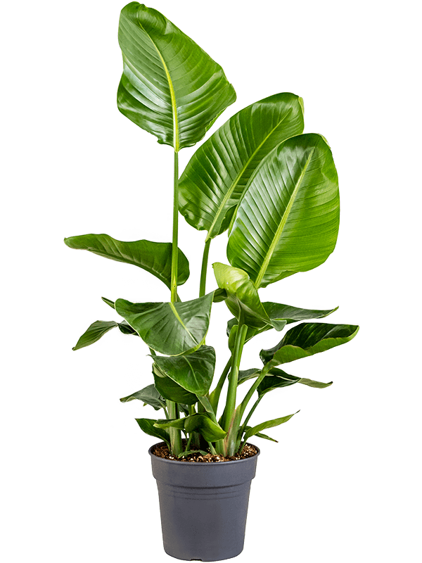 Tropical Bird of Paradise Strelitzia nicolai Indoor House Plants