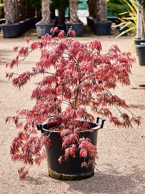Colorful Japanese Maple Acer pal. 'Inaba-shidare' (80-100) Outdoor Plants