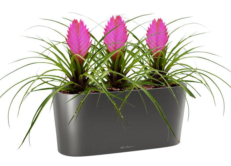 Blooming Tillandsia in LECHUZA DELTA Self-watering Planter, Total Height 35 cm