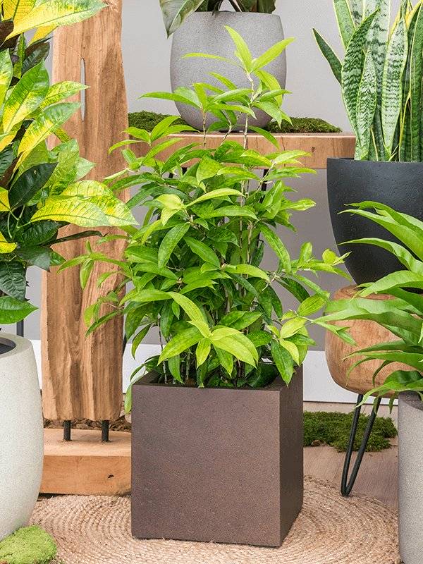 Cheerful Dragon Tree Dracaena surculosa 'Mike' Indoor House Plants W15  H(21-25) cm Live Plant, Potsize D13 cm - from 19.58 | Getpotted.com