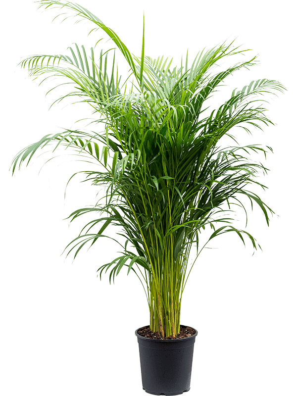 Lush Areca Palm Dypsis (Areca) lutescens Indoor House Plants