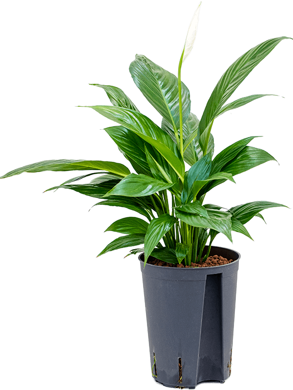 Photogenic Peace Lily Spathiphyllum 'Mont Blanc' Indoor House Plants