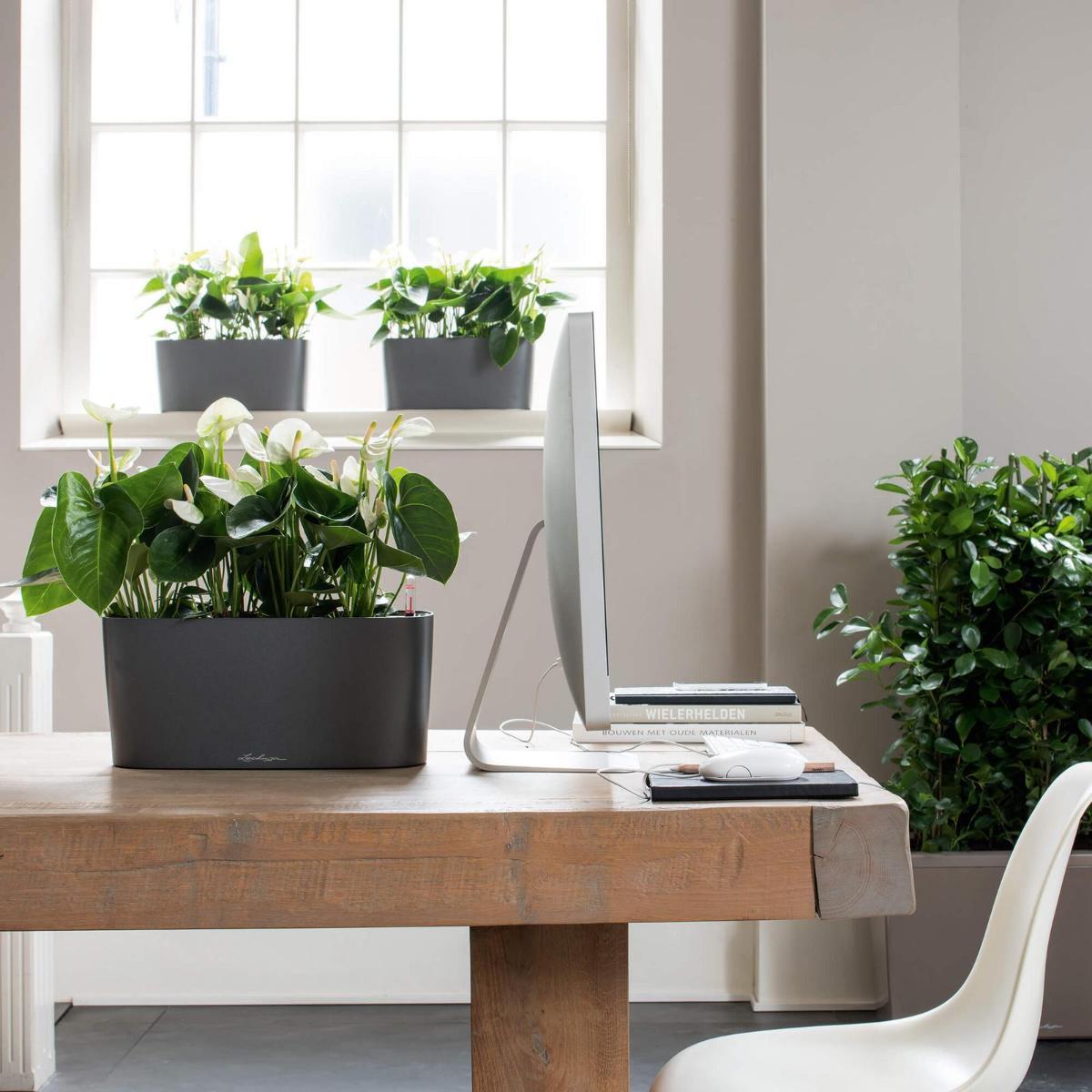LECHUZA DELTA 10|DELTA 20 Poly Resin Indoor Self-watering Planter
