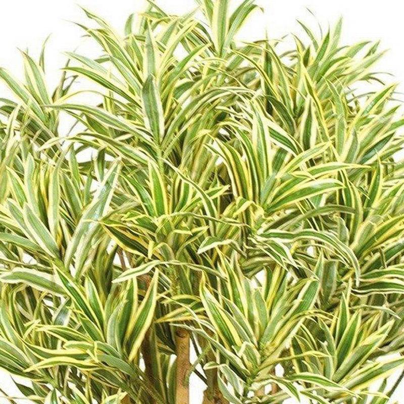 DRACAENA REFLEXA 2 Artificial Tree Plant