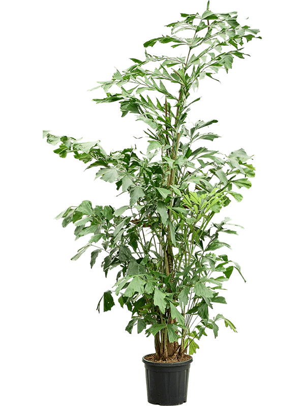 Lush Fishtail Palm Caryota mitis (650-725) Indoor House Plants