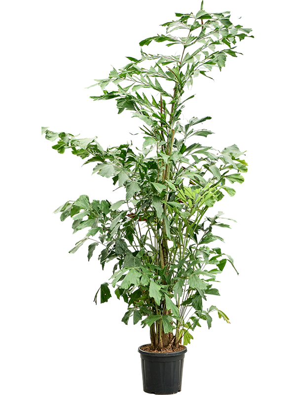 Lush Fishtail Palm Caryota mitis (650-725) Indoor House Plants