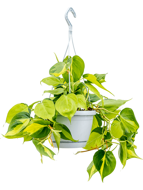 Lush Heart-Leaf Philodendron scandens 'Brasil' Indoor House Plants