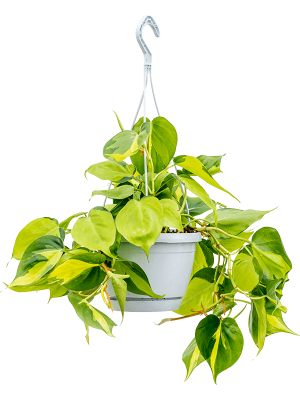 Lush Heart-Leaf Philodendron scandens 'Brasil' Indoor House Plants
