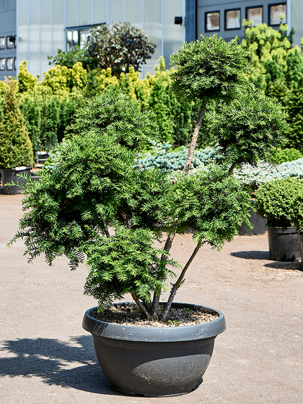 Lush Foundation Yew Taxus media 'Hillii'