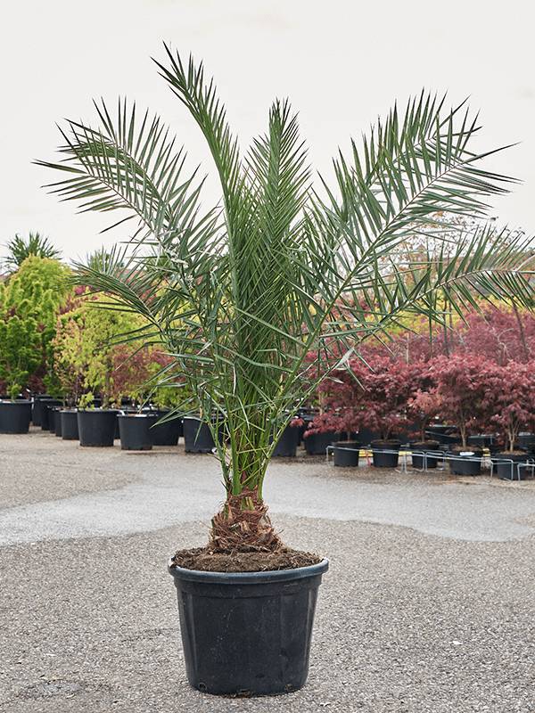 Tropical Canary Date Palm Phoenix canariensis (180-200) Indoor House Plants  W130 H(150-190) cm, Potsize D55 cm - from 324 | Getpotted.com