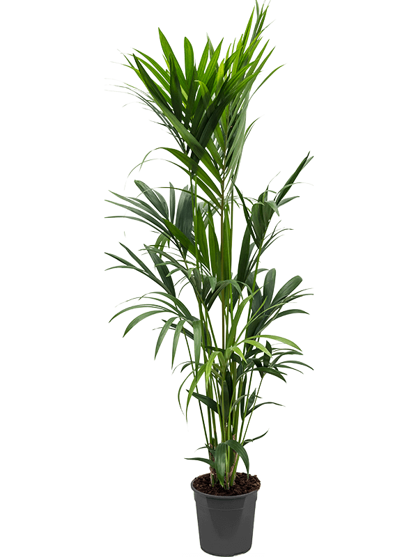 Lush Sentry Palm Kentia (Howea) forsteriana Indoor House Plants