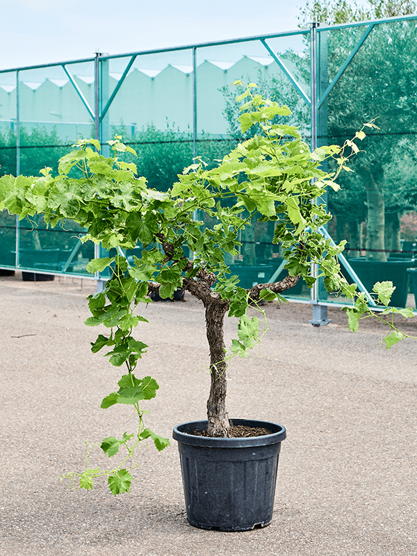 Vibrant European Wine Grape Vitis vinifera (100-140) Outdoor Plants