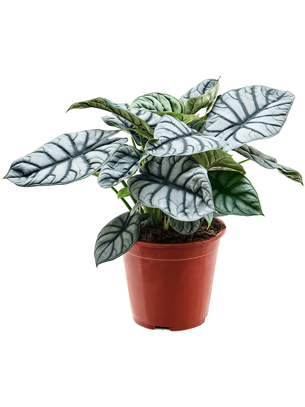Lush Elephant Ear Alocasia 'Silver Dragon' Indoor House Plants
