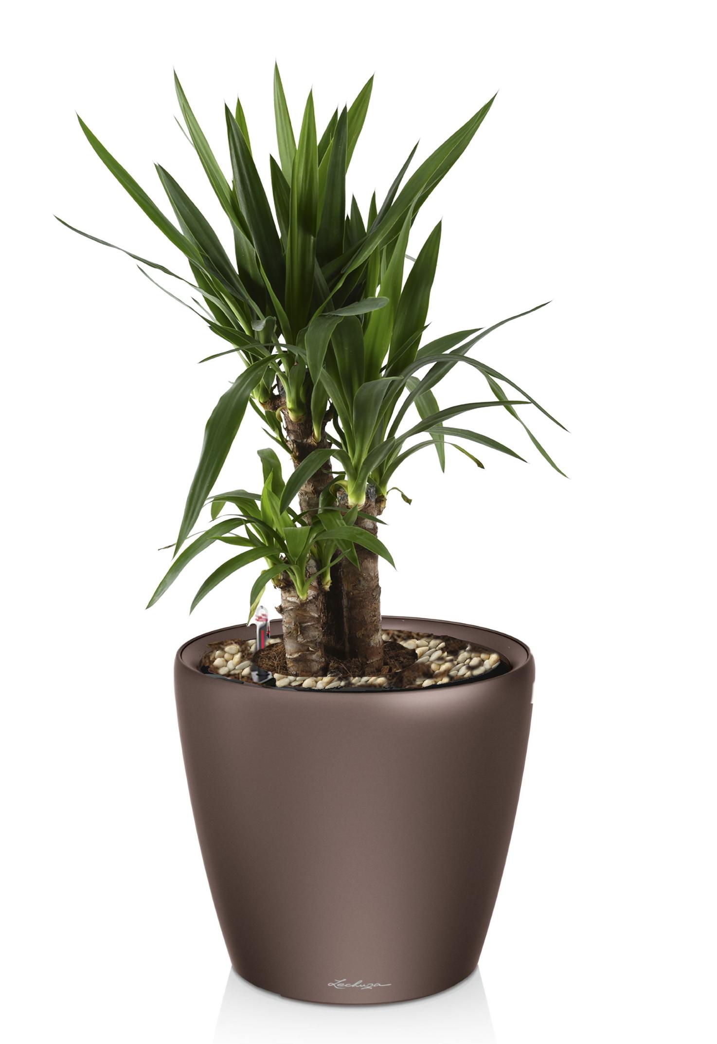 Yucca in LECHUZA CLASSICO LS Self-watering Planter, Total Height 80 cm