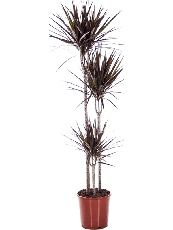 Showy Dragon Tree Dracaena marginata 'Magenta' Tall Indoor House Plants Trees