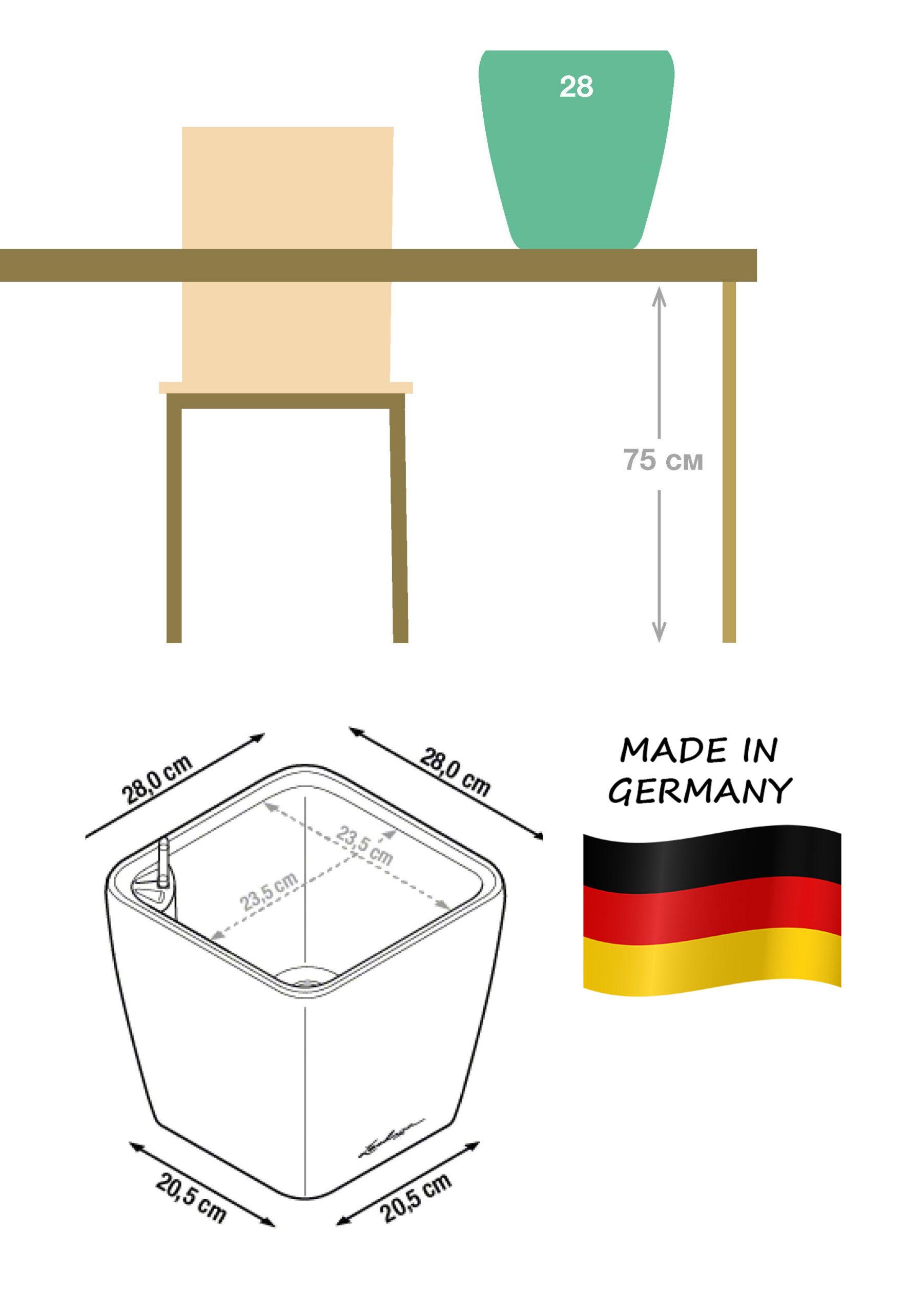 Calathea Lancifolia in LECHUZA QUADRO LS Self-watering Planter, Total Height 65 cm