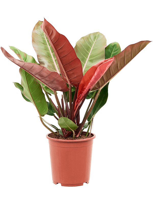 Lush Heart-Leaf Philodendron 'Prince of Orange' Indoor House Plants