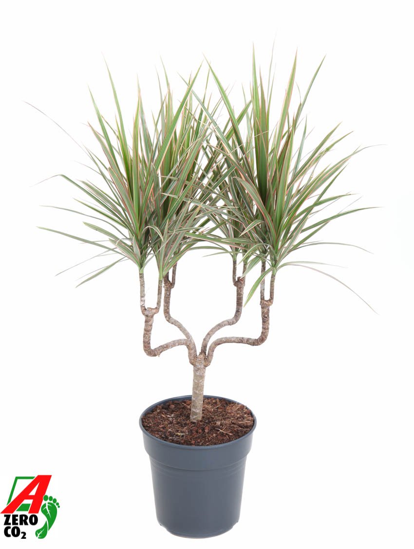Colorful Dragon Tree Dracaena marginata Bicolor Tall Indoor House Plants Trees