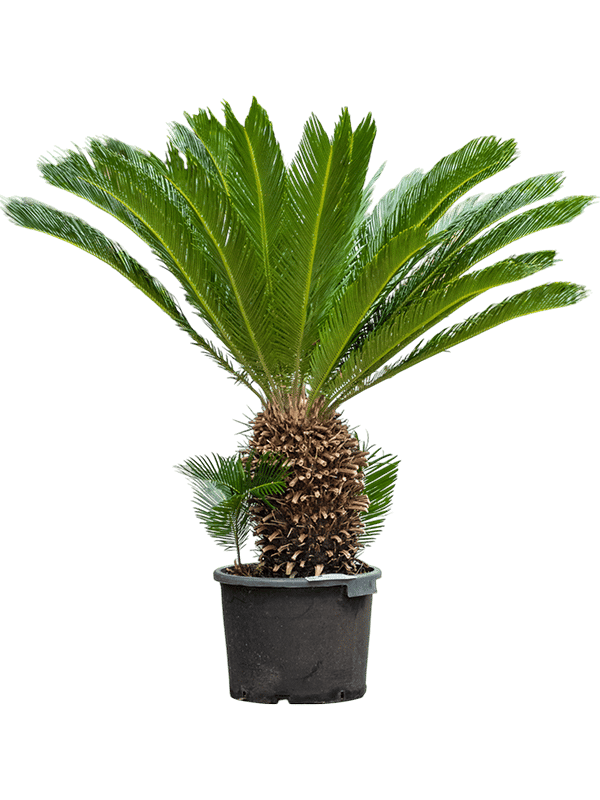 Sago Palm Cycas revoluta