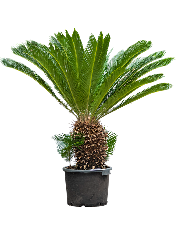 Sago Palm Cycas revoluta