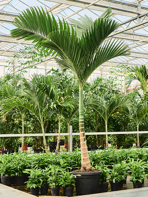 Tropical Dwarf Betel Nut Palm Areca catechu dwarf (250-350) Tall Indoor House Plants Trees