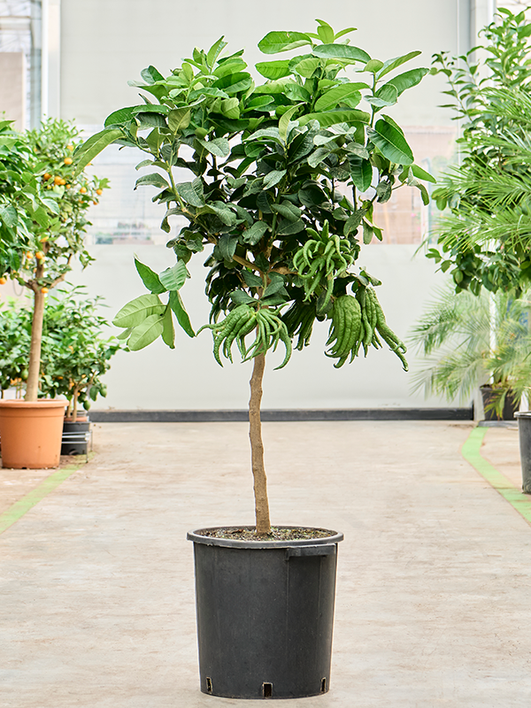 Citrus medica 'Mano Di Buddha'