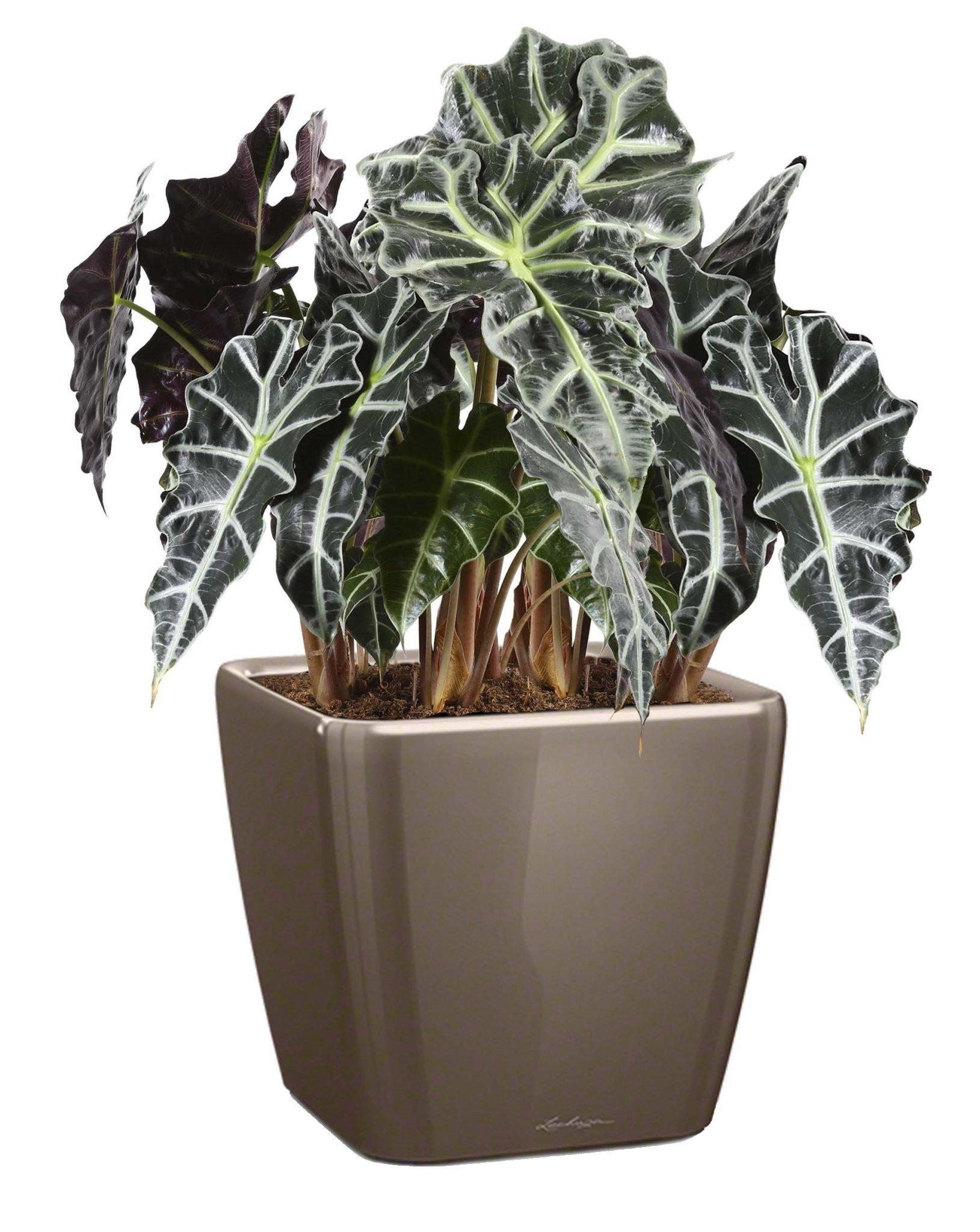 Alocasia Polly in LECHUZA QUADRO LS Self-watering Planter, Total Height 70 cm