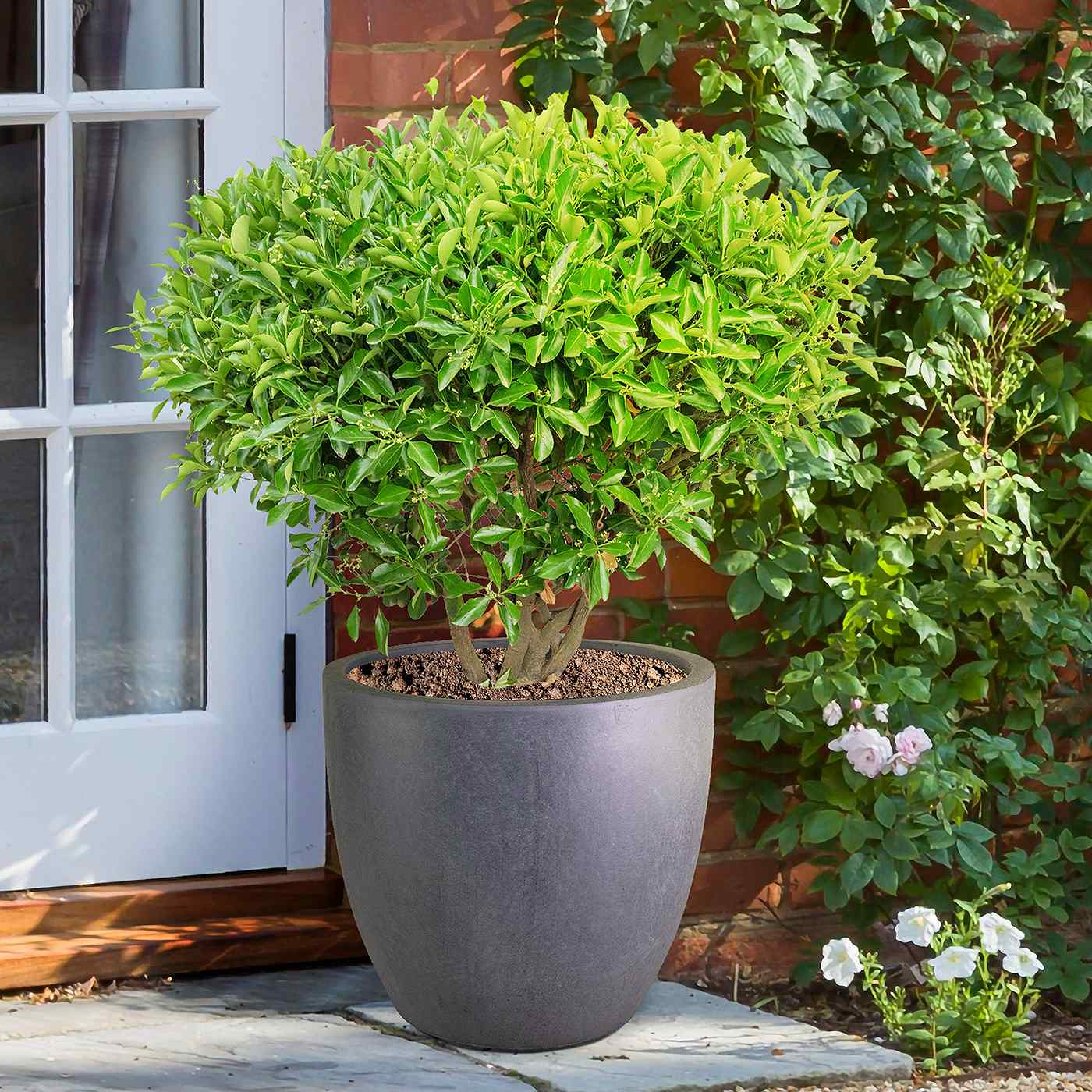 IDEALIST Lite Contemporary Light Concrete Egg Planter