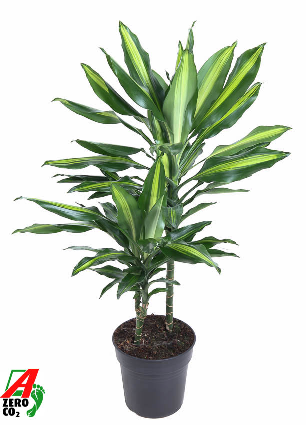 Colorful Corn Plant Dracaena fragrans 'Cintho' Indoor House Plants