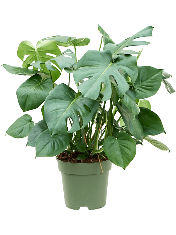 Shade-loving Swiss Cheese Plant Monstera deliciosa Indoor House Plants