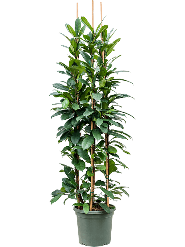 Lush African Fig Ficus cyathistipula Indoor House Plants