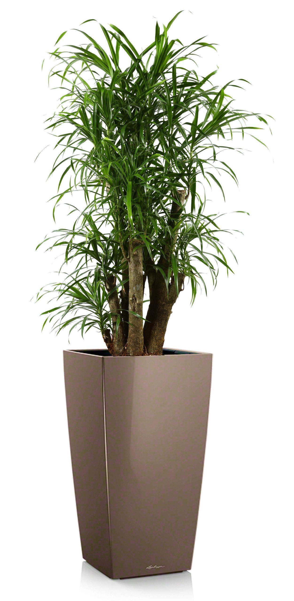 Dracaena Reflexa Anita in LECHUZA CUBICO Self-watering Planter, Total Height 140 cm