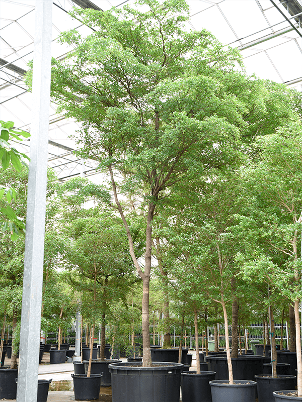 Tropical Black Olive Tree Bucida buceras 'Shady Lady' (800-900)