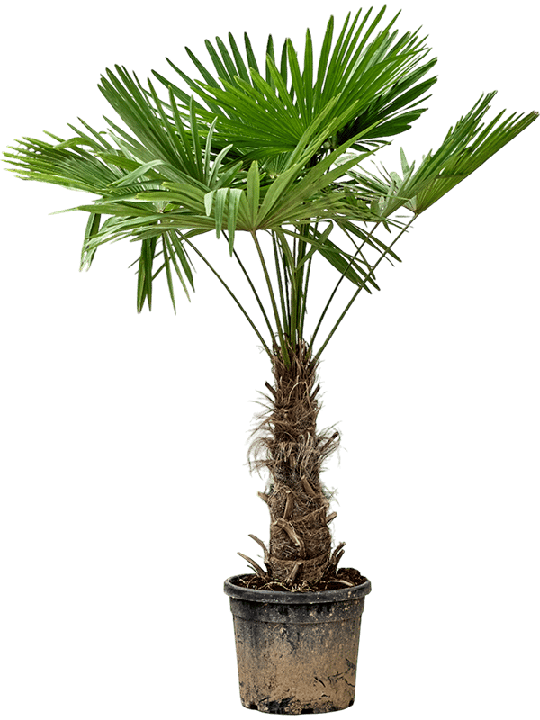 Windmill Palm Tree Trachycarpus fortunei (300-350)