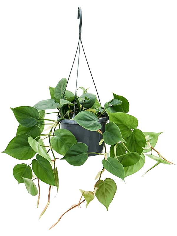 Lush Heart-Leaf Philodendron scandens Indoor House Plants