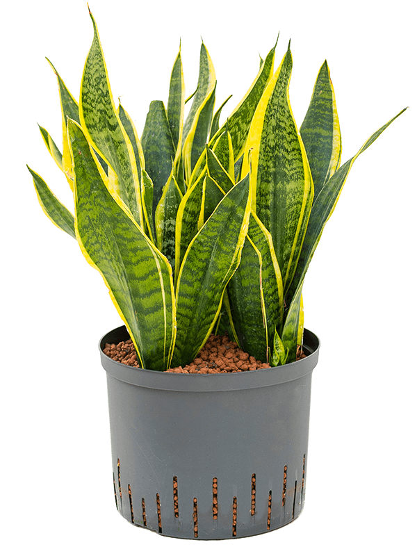 Easy-Care Snake Plant Sansevieria trifasciata 'Futura Superba' Indoor House Plants
