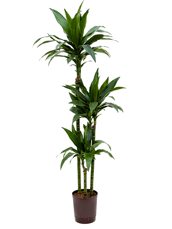 Impressive Corn Plant Dracaena fragrans 'Janet Craig' Tall Indoor House Plants Trees