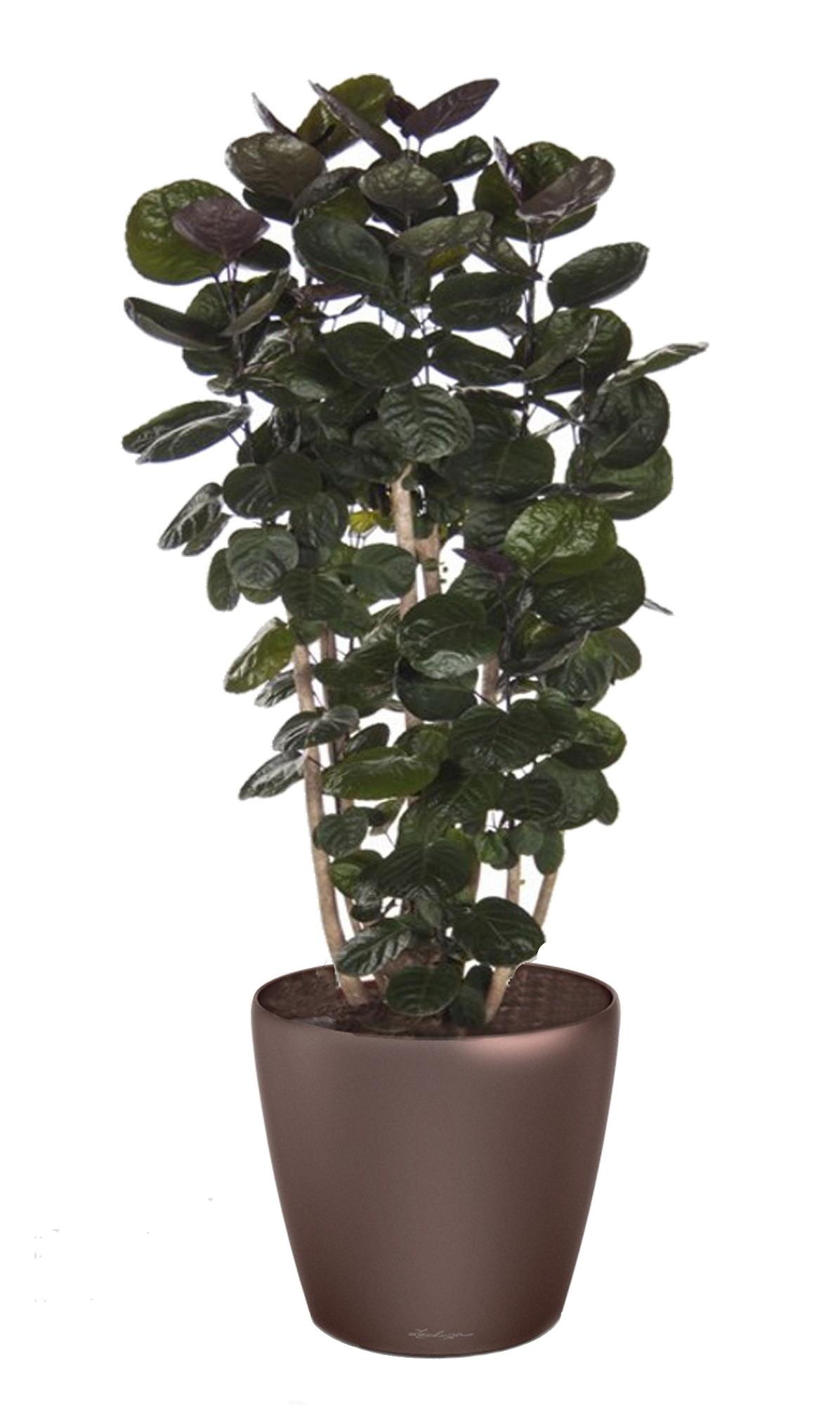 Polyscias Scutellaria in LECHUZA CLASSICO LS 43 Self-watering Planter, Total Height 160 cm