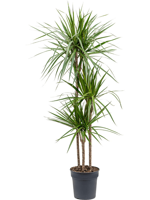 Showy Madagascar Dragon Tree Dracaena marginata Tall Indoor House Plants Trees