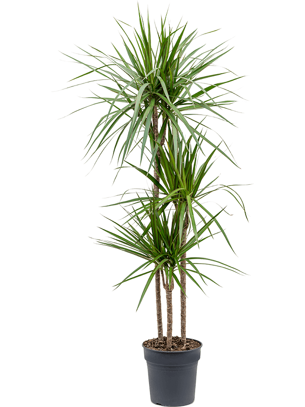 Showy Madagascar Dragon Tree Dracaena marginata Tall Indoor House Plants Trees